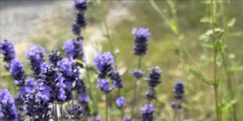 Springtime Honey-do\u2019s