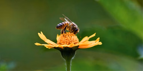 Pollinator Party!