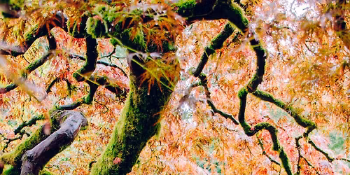 Tree of Life Fellowship Gathering 