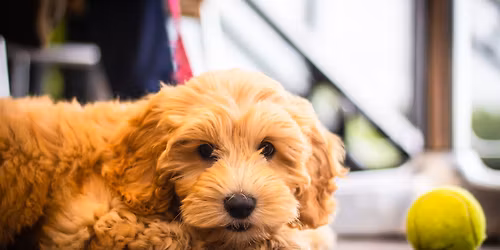 Kingennie Dog Friendly Day 