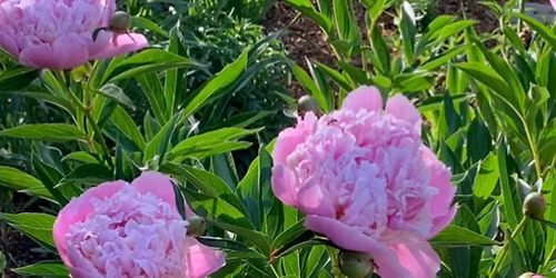 Peony Compote Arrangement Workshop 