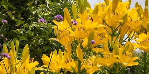 Auxiliary Private Garden Tour