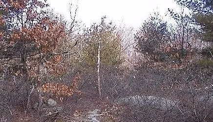 Snake Meadow Hill Guided Hike from Allie Lane