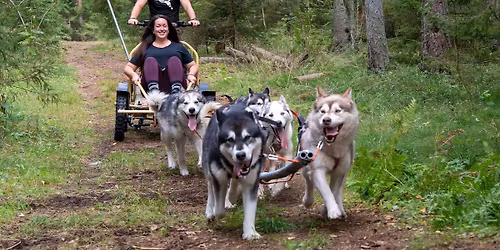 P\u00f5hjamaiste kelgukoerte veokatse treeningrada ja harjutused