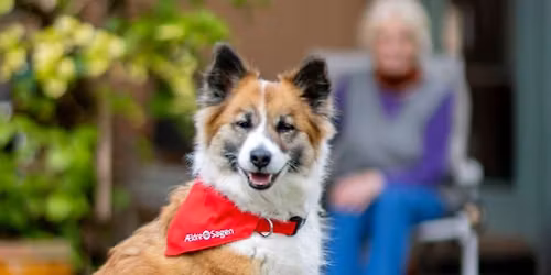 Testdag: Bes\u00f8gsven med hund hos \u00c6ldre Sagen 