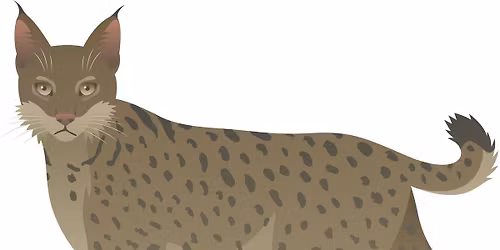 Little Saplings: Busy Bobcats