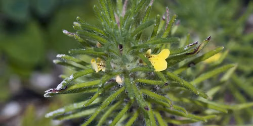 Arable Plants at Langley Vale Wood - guided walk