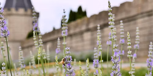 Kentucky Castle Lavender Festival Day Trip