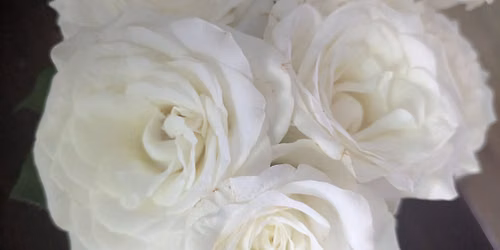 Rose - A 6 month Feminine Embodiment Immersion 
