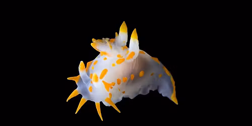 Meet the nudibranchs with Fredrik Broms