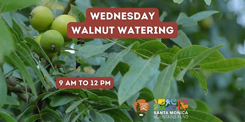 Walnut Tree Watering Wednesday!
