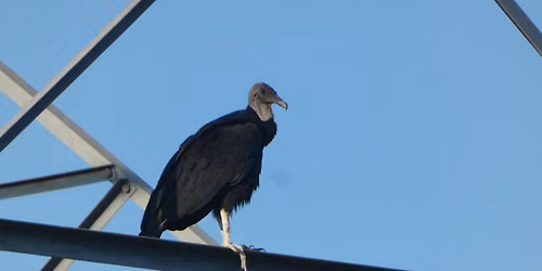 Bird Walk - Leasburg Dam State Park