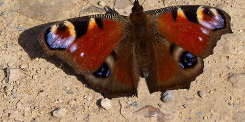 Butterfly and Insect Walk