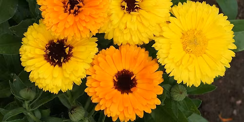 Summer Herb Garden Remedies