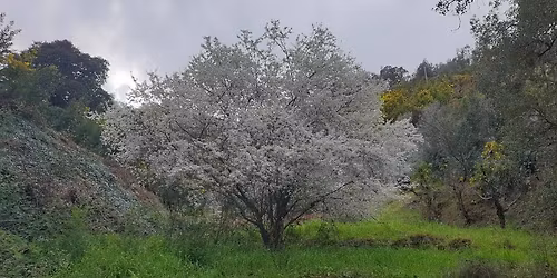 Rando de Gaïa - Bain de Forêt sur le plateau de Calern