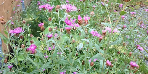 Biodiversitet, hvorfor og hvordan?\/Biodiversity, why and how?