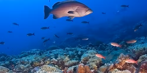 Sanctuary Saturday | Learn & Explore the Gulf