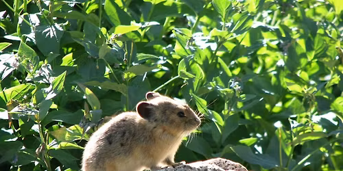 Utah Pika Watch Community Science Training