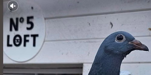 Melton Classic 36th Annual Pigeon Race