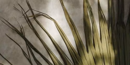 Sacred Scalp - Foundations of Hair Wellness