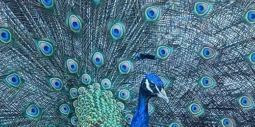 Kingwood 5K 06\/13\/2026