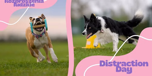 Dream Dog Distraction Day - rozproszenia ludzkie w Obedience