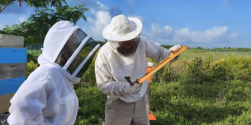 Beekeeping Essentials Workshop