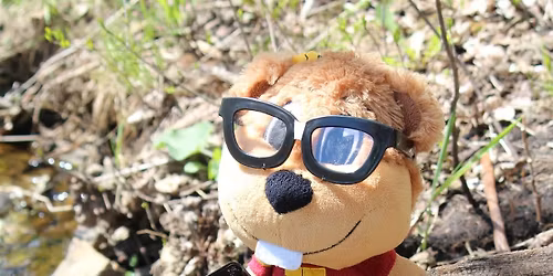 City Nature Challenge