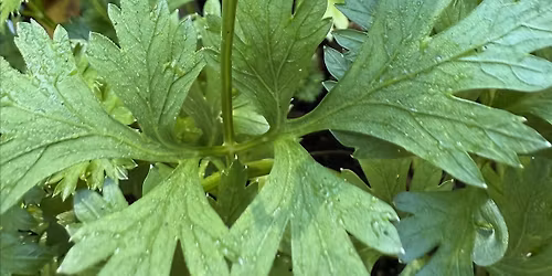 CCMG Specialty Class: 6: Turkey Thyme! Grow your own herb collection!