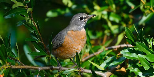 Spring Bird Walk- Saturday, May 16