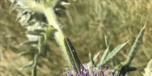 Pollinator Walks