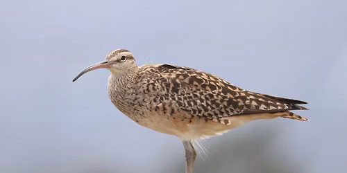 EVENING PROGRAM by Adam Kent - Beyond Birding Basics