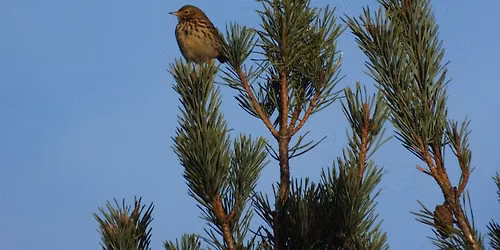 Bird Walk - World Migratory Bird Day