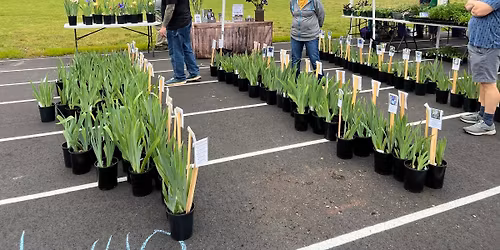Potted Iris Sale - TENNATIVE