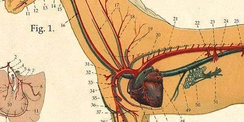 (IET OSTEO 1) Equine Osteopathic Techniques, Vascular & Thoracic with Tom Mayes, Placerville, CA