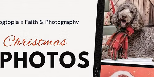 Professional Holiday Dog Photos
