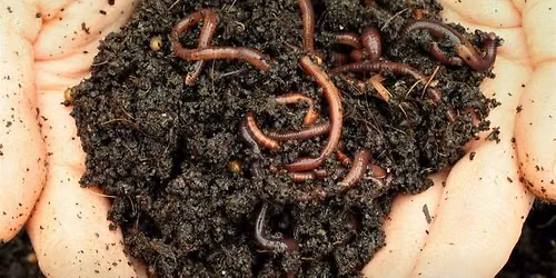 Vermicomposting 101