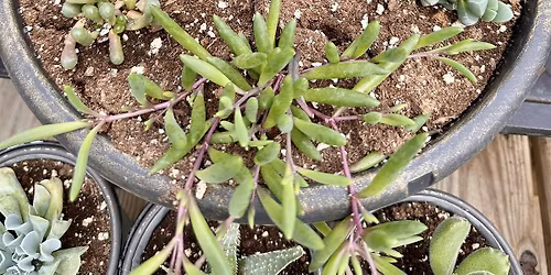 Succulent Sifter Planter
