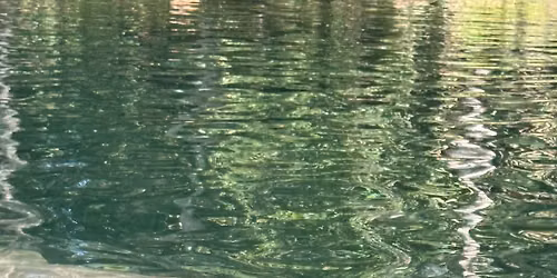 Just Manatee January
