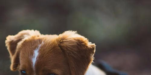 Het wandelvragenuurtje: Puppy's