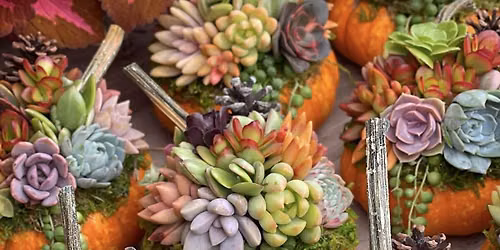 DIY Pumpkin Succulents