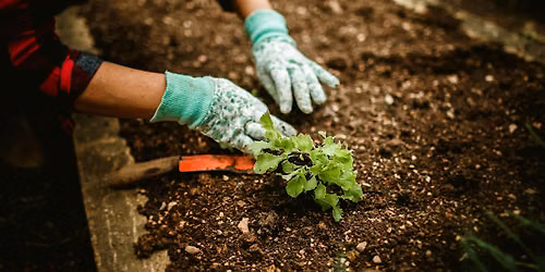 Organic Gardening