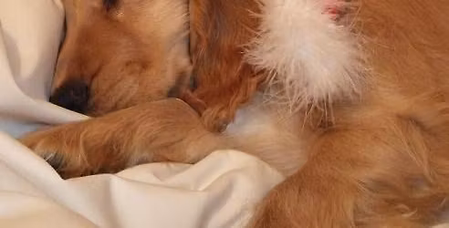 BRING YOUR DOG TO MEET SANTA 