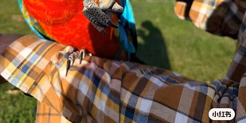 Wings \u2018n\u2019 roses \ud83e\udd9c \ud83c\udf39 Opening Day