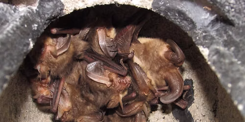 Bat Walk & Talk