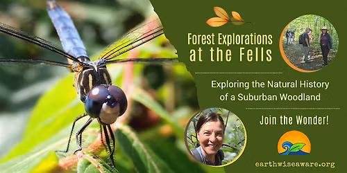 Summer Forest Explorations