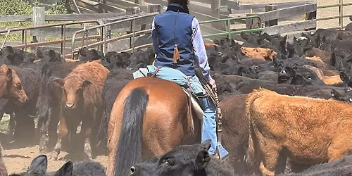 SAVE THE DATE:  RDVC Cattle Clinic & Fun Day (2nd Date)