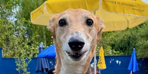 York Greyhound and Lurcher Walk