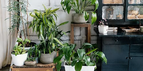 Houseplants in Winter: Adjusting Your Care Routine