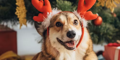 Because Christmas isn\u2019t complete without your pets in the picture!